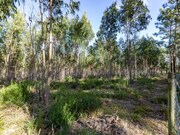 Terreno R�stico - Ericeira, Mafra, Lisboa - Miniatura: 5/9
