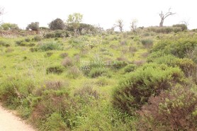 Terreno Rstico T0 - No Definido, No Definido, No Definido - Miniatura: 1/5