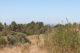 Terreno R�stico - Estombar, Lagoa (Algarve), Faro (Algarve) - Miniatura: 1/6