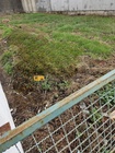 Terreno Rstico - Perafita, Matosinhos, Porto - Miniatura: 2/6