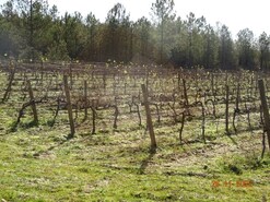 Quinta - Rabaal, Meda, Guarda
