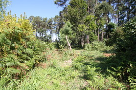 Terreno Urbano - Anta, Espinho, Aveiro - Miniatura: 3/5