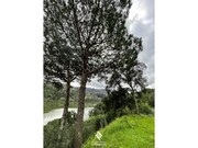 Terreno R�stico - Penha Longa, Marco de Canaveses, Porto - Miniatura: 7/9