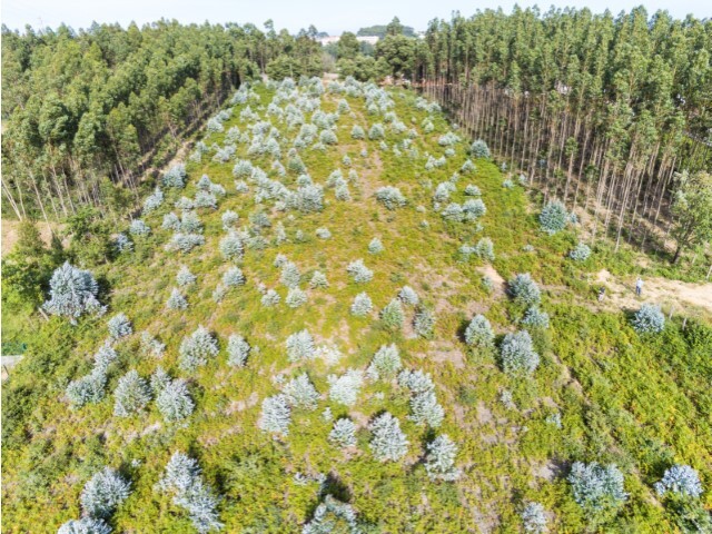 Terreno R�stico - Nogueira da Regedoura, Santa Maria da Feira, Aveiro - Imagem grande