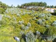Terreno R�stico - Nogueira da Regedoura, Santa Maria da Feira, Aveiro - Miniatura: 4/9