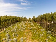 Terreno R�stico - Nogueira da Regedoura, Santa Maria da Feira, Aveiro - Miniatura: 6/9