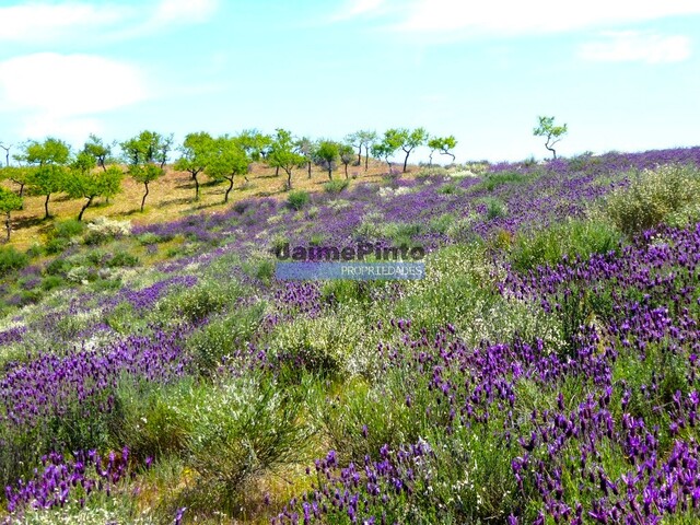 Terreno R�stico - Alfadega da F�, Alf�ndega da F�, Bragan�a - Imagem grande