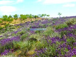 Terreno R�stico - Alfadega da F�, Alf�ndega da F�, Bragan�a