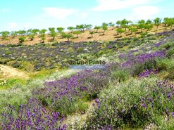 Terreno R�stico - Alfadega da F�, Alf�ndega da F�, Bragan�a - Miniatura: 5/9