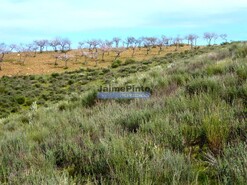 Terreno R�stico - Alfadega da F�, Alf�ndega da F�, Bragan�a - Miniatura: 7/9