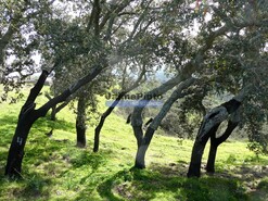 Quinta - Almod�var, Almod�var, Beja - Miniatura: 1/7