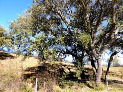 Quinta - Almod�var, Almod�var, Beja - Miniatura: 5/7