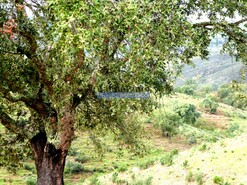 Quinta - Almod�var, Almod�var, Beja - Miniatura: 6/7