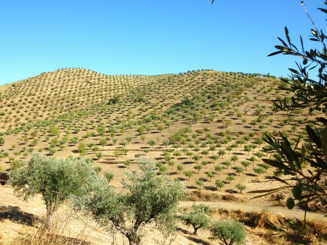 Quinta - Barca DAlva, Figueira de Castelo Rodrigo, Guarda - Imagem grande