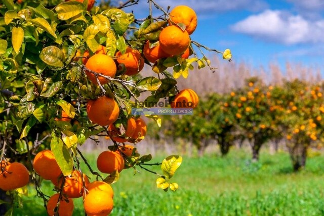Quinta T3 - Olhão, Olhão, Faro (Algarve) - Imagem grande