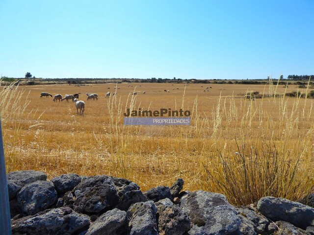 Terreno R�stico - Figueira de Castelo Rodrigo, Figueira de Castelo Rodrigo, Guarda - Imagem grande