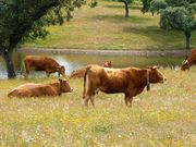 Ver detalhes: Venda Quinta