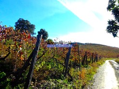 Quinta - Vilar de Amargo, Figueira de Castelo Rodrigo, Guarda