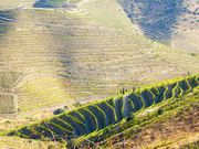 Quinta - Douro Superior, Vila Nova de Foz C�a, Guarda - Miniatura: 3/8