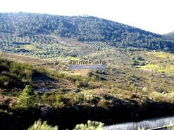 Terreno R�stico - Alfadega da F�, Alf�ndega da F�, Bragan�a - Miniatura: 2/9