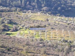Terreno R�stico - Alfadega da F�, Alf�ndega da F�, Bragan�a - Miniatura: 4/9