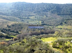 Terreno R�stico - Alfadega da F�, Alf�ndega da F�, Bragan�a - Miniatura: 5/9