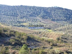 Terreno R�stico - Alfadega da F�, Alf�ndega da F�, Bragan�a - Miniatura: 6/9