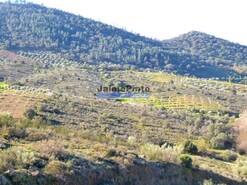 Terreno R�stico - Alfadega da F�, Alf�ndega da F�, Bragan�a - Miniatura: 7/9
