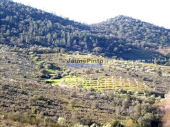Terreno R�stico - Alfadega da F�, Alf�ndega da F�, Bragan�a - Miniatura: 8/9