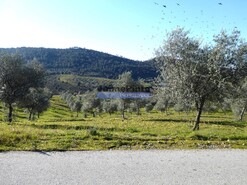 Terreno R�stico - Alfadega da F�, Alf�ndega da F�, Bragan�a - Miniatura: 9/9