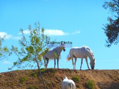 Quinta - Almeida, Almeida, Guarda - Miniatura: 6/6