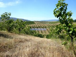 Terreno R�stico - Mirandela, Mirandela, Bragan�a - Miniatura: 2/9