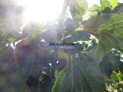 Terreno R�stico - Mirandela, Mirandela, Bragan�a - Miniatura: 3/9