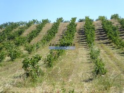 Terreno R�stico - Mirandela, Mirandela, Bragan�a - Miniatura: 4/9