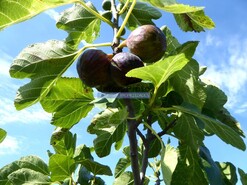 Terreno R�stico - Mirandela, Mirandela, Bragan�a - Miniatura: 6/9