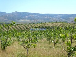 Terreno R�stico - Mirandela, Mirandela, Bragan�a - Miniatura: 7/9