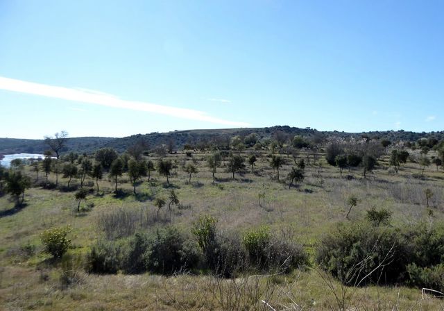 Terreno Rstico T0 - Baleizo, Beja, Beja - Imagem grande