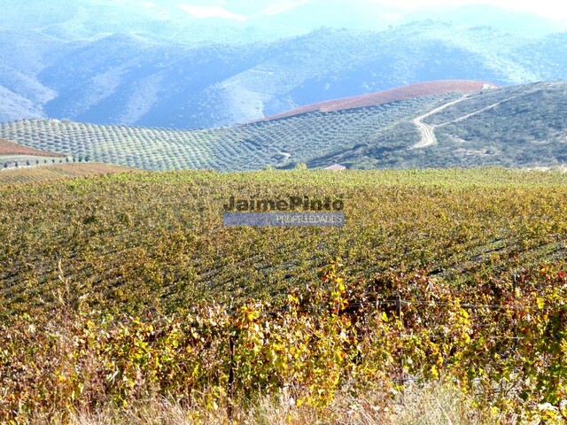Quinta - Vila Nova de Foz C�a, Vila Nova de Foz C�a, Guarda - Imagem grande