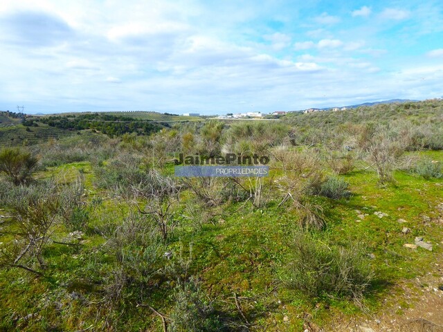 Terreno R�stico - Alfadega da F�, Alf�ndega da F�, Bragan�a - Imagem grande