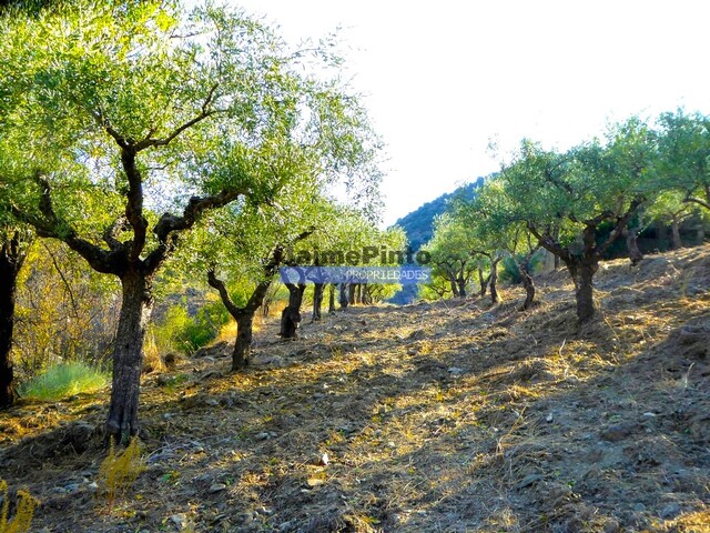 Terreno R�stico - Barca D�Alva, Figueira de Castelo Rodrigo, Guarda - Imagem grande