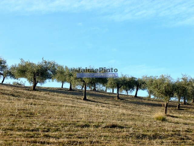 Terreno R�stico - Barca D�Alva, Figueira de Castelo Rodrigo, Guarda - Imagem grande