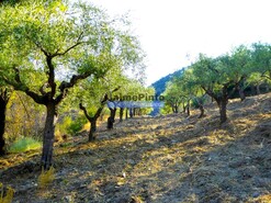 Terreno R�stico - Barca D�Alva, Figueira de Castelo Rodrigo, Guarda