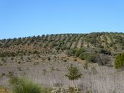 Terreno Rstico T0 - Baleizo, Beja, Beja - Miniatura: 3/8