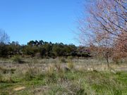 Terreno Rstico T0 - Baleizo, Beja, Beja - Miniatura: 8/8