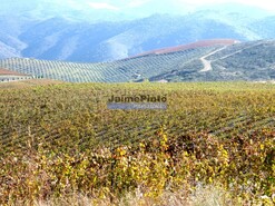 Quinta - Vila Nova de Foz C�a, Vila Nova de Foz C�a, Guarda - Miniatura: 1/8