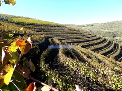 Quinta - Vila Nova de Foz C�a, Vila Nova de Foz C�a, Guarda - Miniatura: 2/8