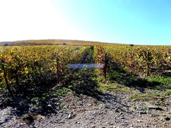 Quinta - Vila Nova de Foz C�a, Vila Nova de Foz C�a, Guarda - Miniatura: 6/8