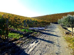 Quinta - Vila Nova de Foz C�a, Vila Nova de Foz C�a, Guarda - Miniatura: 7/8