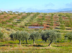 Quinta - Vila Nova de Foz C�a, Vila Nova de Foz C�a, Guarda - Miniatura: 8/8