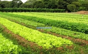 Terreno Urbano - Loul�, Loul�, Faro (Algarve) - Miniatura: 2/7